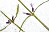the lavender 